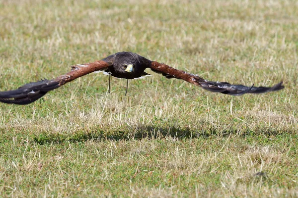 Ястреб Харриса (Parabuteo unicinctus) — стоковое фото