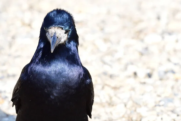 Torre (Corvus Frugilegus ) — Fotografia de Stock