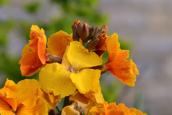 Erysimum (trädgårdsmålla)) — Stockfoto