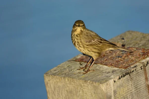 Pipit de roca euroasiática (Anthus petrosus ) — Foto de Stock