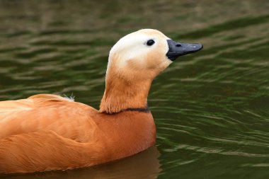 Angut (Tadorna ferruginea)