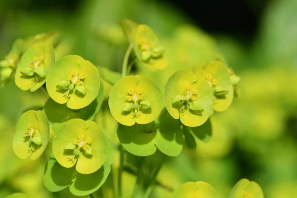 Euphorbia — Fotografia de Stock