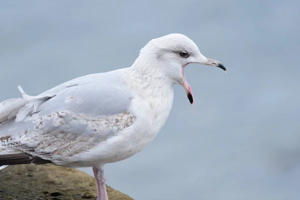 Möwe — Stockfoto