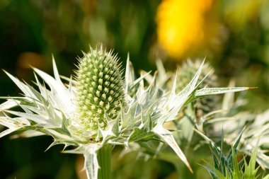 Eryngium çiçekleri