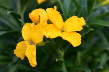 Erysimum (duvar çiçeği)