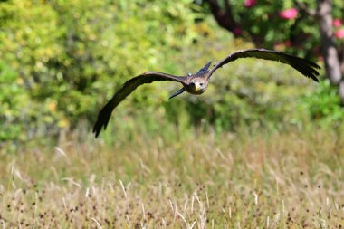 siyah uçurtma (milvus migrans)