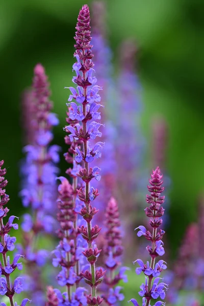 Lavendel Blommor Blom — Stockfoto