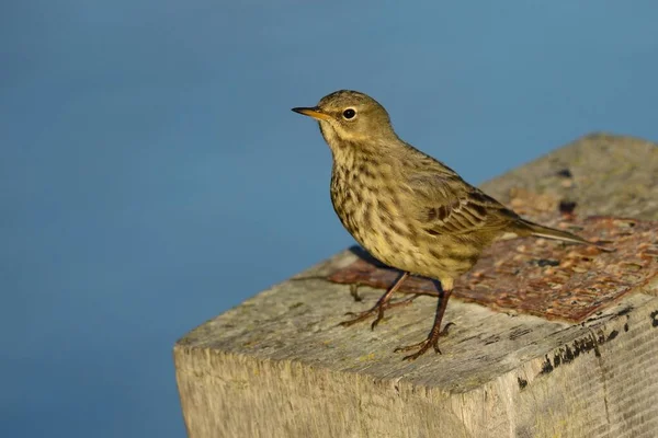 Pipit de roca euroasiática (Anthus petrosus ) —  Fotos de Stock