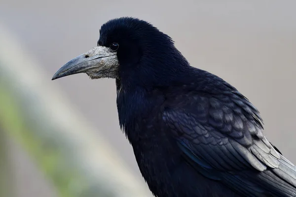 Portrét věže (Corvus frugilegus) — Stock fotografie