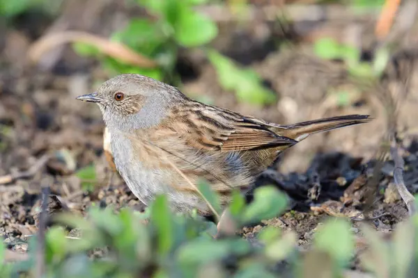 Даннок (prunella modularis ) — стокове фото