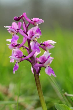 erken mor orkide (orchis mascula)