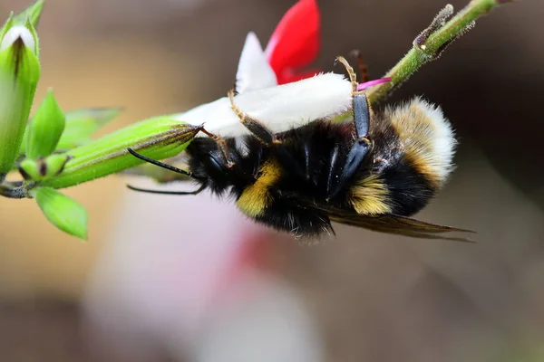 Пчела на цветке сальвии — стоковое фото
