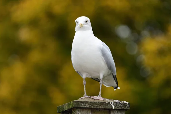 Möwe — Stockfoto