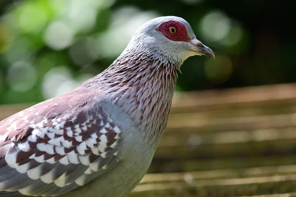 Pombo manchado (Columba guinea) — Fotografia de Stock