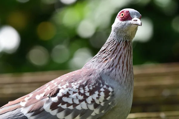 Kropenatý holub (Columba guinea) — Stock fotografie