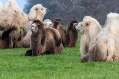 Bactrian deve (Camelus bactrianus)