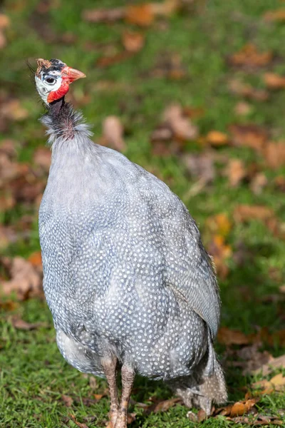 Faraone domestico — Foto Stock