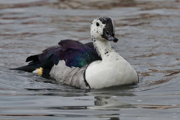 Knob billed duck (sarkidornis melanotos) — Stock Photo, Image