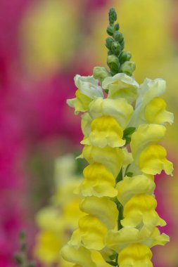 Aslanağzı (aslanağzı)