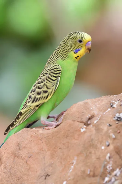 Periquito (melopsittacus undulata ) — Foto de Stock