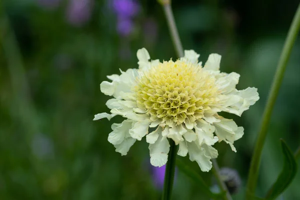 Květ šiškového polštáře (scabiosa orchroleuca). — Stock fotografie