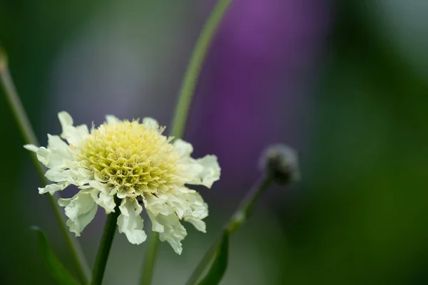 Kwiat poduszki kremowej (scabiosa orchroleuca). — Zdjęcie stockowe
