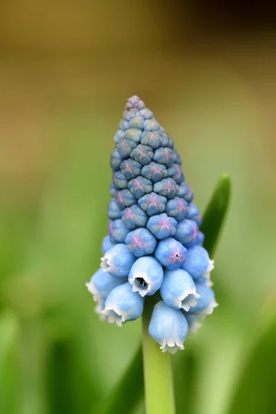 Grape hyacint (muscari) — Stockfoto