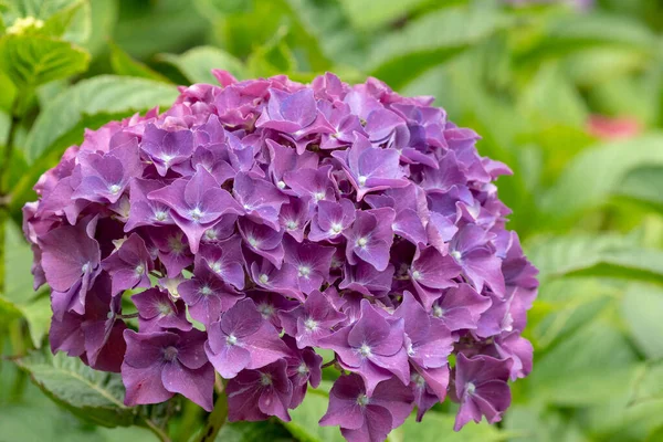 Hortensias púrpuras —  Fotos de Stock