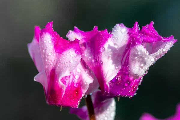 Origami de ciclamen — Foto de Stock