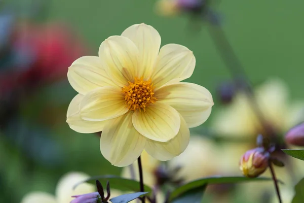 stock image Dahlia flower