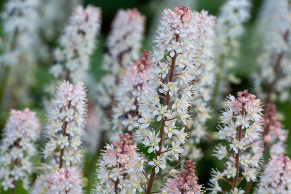 Köpük çiçekleri (tiarella cordifolia).