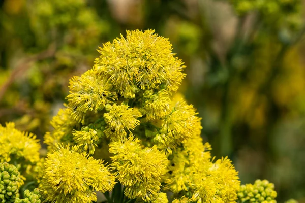 Pradera amarilla rue (thalicum flavum ) — Foto de Stock