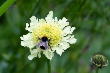 Krem iğnelik çiçek (scabiosa orchroleuca).
