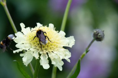 Krem iğnelik çiçek (scabiosa orchroleuca).
