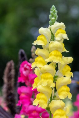 Aslanağzı (aslanağzı)