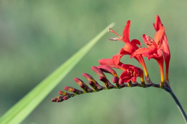 Sevgililer günü çiçeği (crocosmia aurea)
