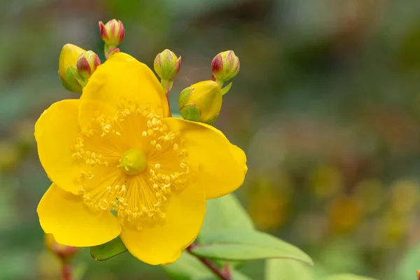Mosqueta amarela (hipericum patulum ) — Fotografia de Stock