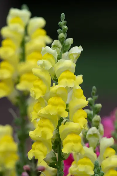 Hledík (Antirrhinum) — Stock fotografie