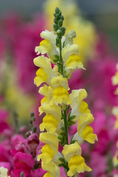 Hledík (Antirrhinum) — Stock fotografie