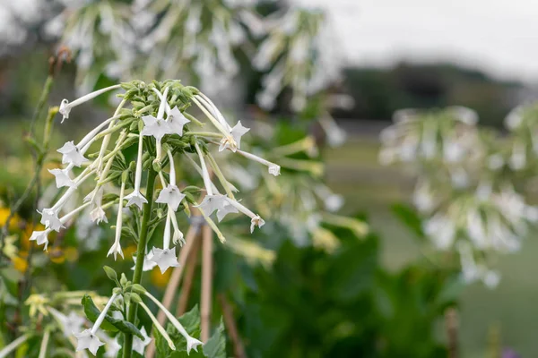 Çiçekli tütün (nicotiana sylvestris)