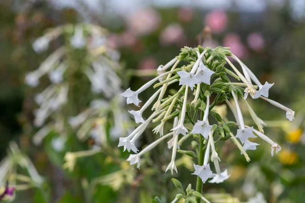 Çiçekli tütün (nicotiana sylvestris)
