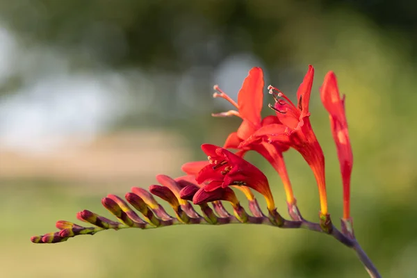 Άνθος του Αγίου Βαλεντίνου (crocosmia aurea) — Φωτογραφία Αρχείου