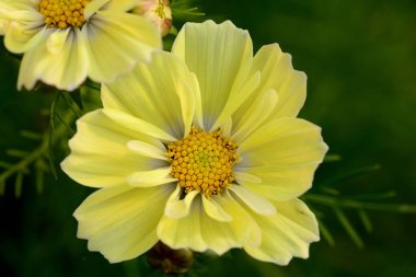 Cosmos xanthus flowers clipart