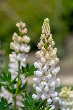 Lupins