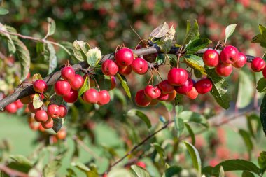 Bir malus ağacının meyvelerini kapat..