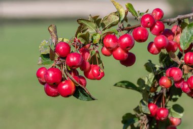 Bir malus ağacının meyvelerini kapat..