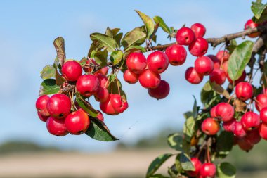 Gökyüzü arkaplanı olan bir malus ağacının meyvelerini kapat.