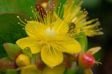 Shrubby Saint Johns Wort (hypericum androsaemum).