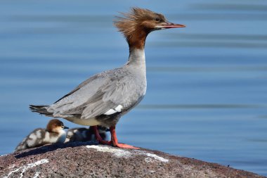 Goosander (Mergus merganser)
