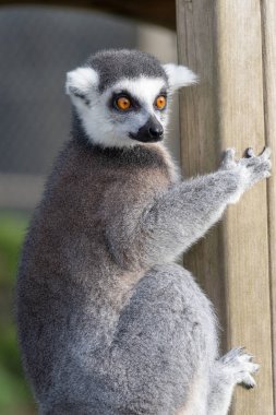 Lemur 'u takip eden halka (Lemur catta)
